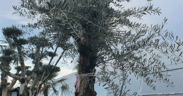 Olea Europaea маслиново дърво маслина