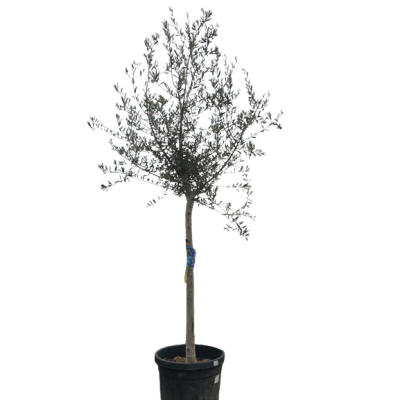 Маслиново дърво Cipressino – елегантност, устойчивост и характер