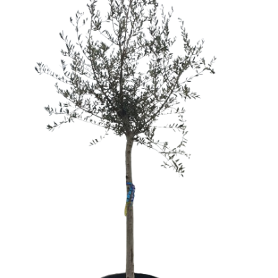 Маслиново дърво Cipressino – елегантност, устойчивост и характер