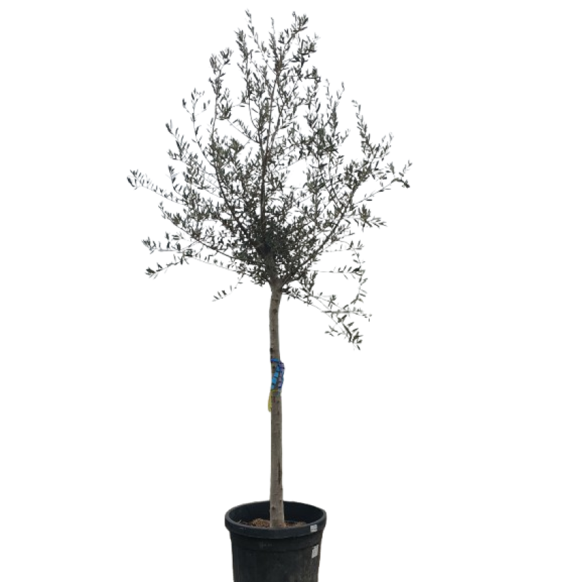 Маслиново дърво Cipressino – елегантност, устойчивост и характер