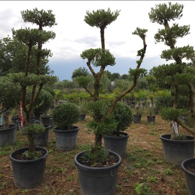 Маслиново дърво Ниваки (Olea europaea – Niwaki Style) – Ръчно оформен градински бонсай
