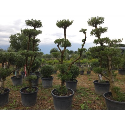 Маслиново дърво Ниваки (Olea europaea – Niwaki Style) – Ръчно оформен градински бонсай