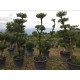 Маслиново дърво Ниваки (Olea europaea – Niwaki Style) – Ръчно оформен градински бонсай