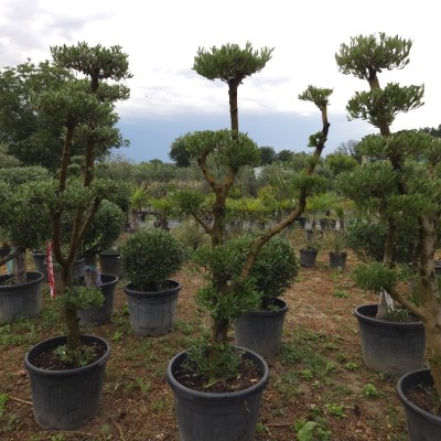 Маслиново дърво Ниваки (Olea europaea – Niwaki Style) – Ръчно оформен градински бонсай