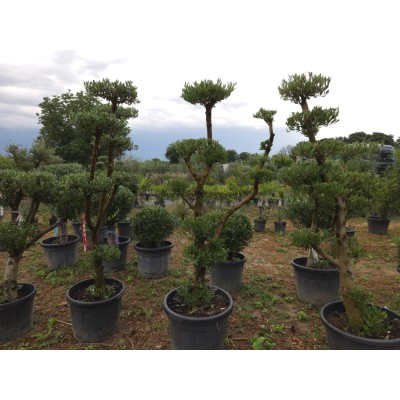 Маслиново дърво Ниваки (Olea europaea – Niwaki Style) – Ръчно оформен градински бонсай