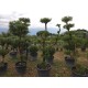 Маслиново дърво Ниваки (Olea europaea – Niwaki Style) – Ръчно оформен градински бонсай