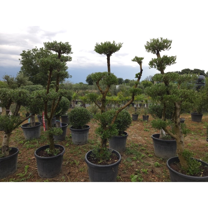 Маслиново дърво Ниваки (Olea europaea – Niwaki Style) – Ръчно оформен градински бонсай