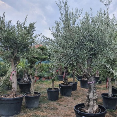 Маслиново дърво Бонсай, Olea Europaea Bonsai