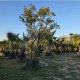 Индийски Люляк (Lagerstroemia indica) – Готов Акцент за Вашата Градина