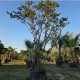 Индийски Люляк (Lagerstroemia indica) – Готов Акцент за Вашата Градина