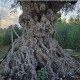 Вековно маслиново дърво Lechin – гигантски ствол, изключителна визия и средиземноморски характер