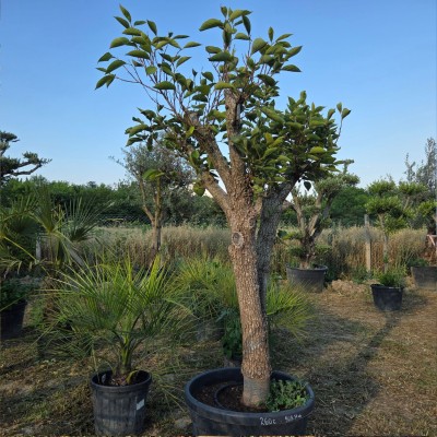 Райска Ябълка (Diospyros kaki) – Голямо Плододаващо Дърво