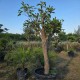Райска Ябълка (Diospyros kaki) – Голямо Плододаващо Дърво