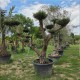 Маслиново дърво Niwaki (Olea europaea) – Вековно декоративно маслиново дърво