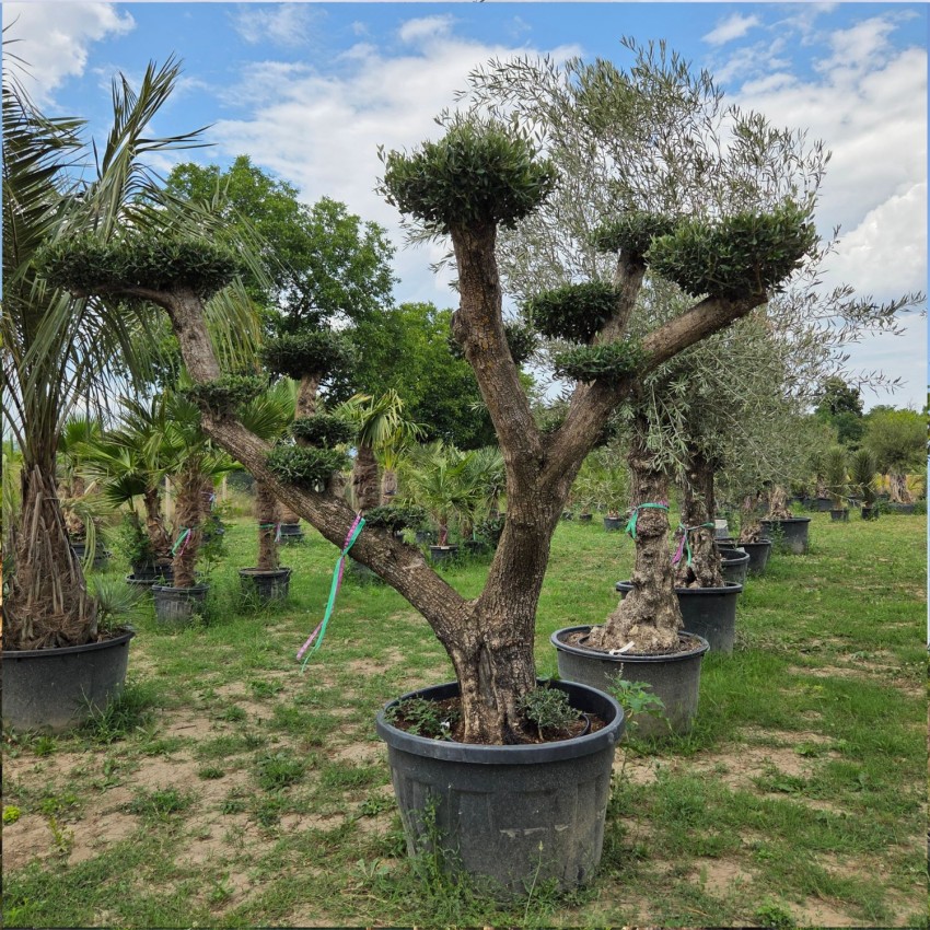 Маслиново дърво Niwaki (Olea europaea) – Вековно декоративно маслиново дърво