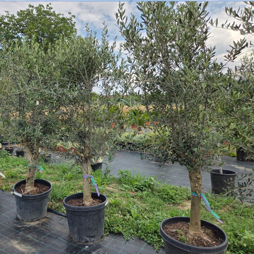 Маслиново дърво Picual (Olea europaea) – Плододаваща маслина с оформена корона и височина над 2 метра