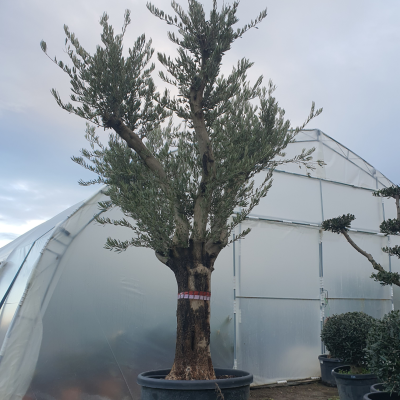 Премиум маслиново дърво Arbequina