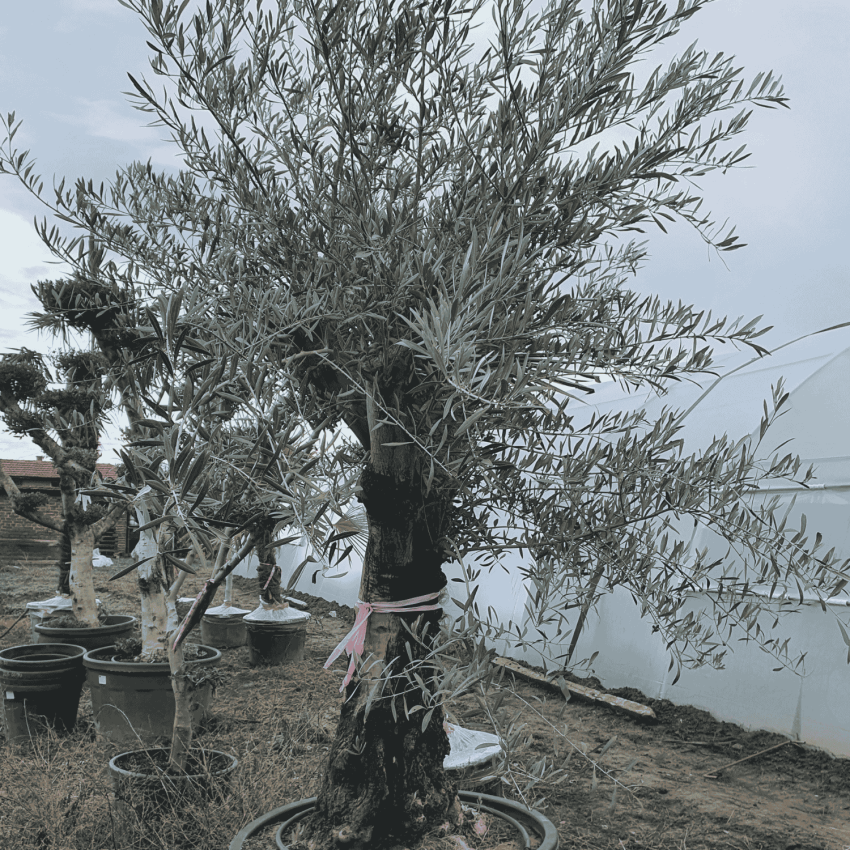 Внушително възрастно маслиново дърво с перфектна корона