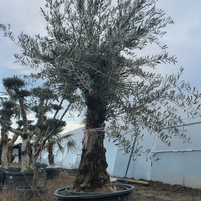 Внушително възрастно маслиново дърво с перфектна корона