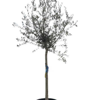 Маслиново дърво Cipressino – елегантност, устойчивост и характер