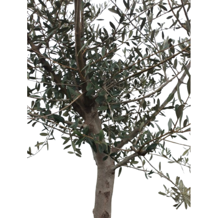 Маслиново дърво Cipressino – елегантност, устойчивост и характер