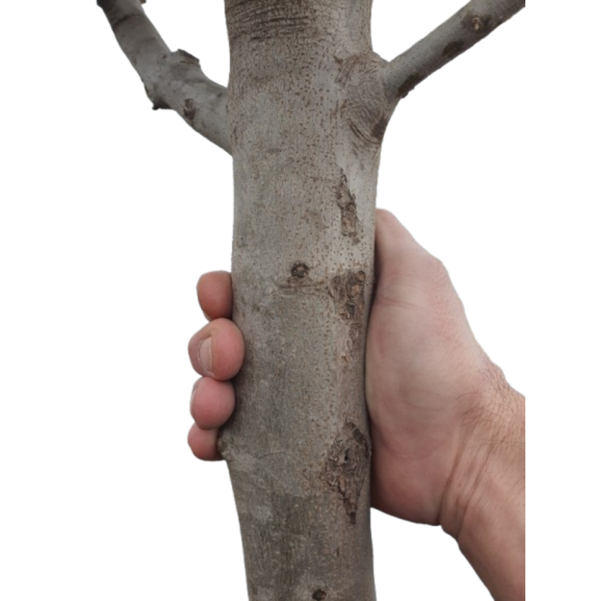 Маслиново дърво Cipressino – елегантност, устойчивост и характер