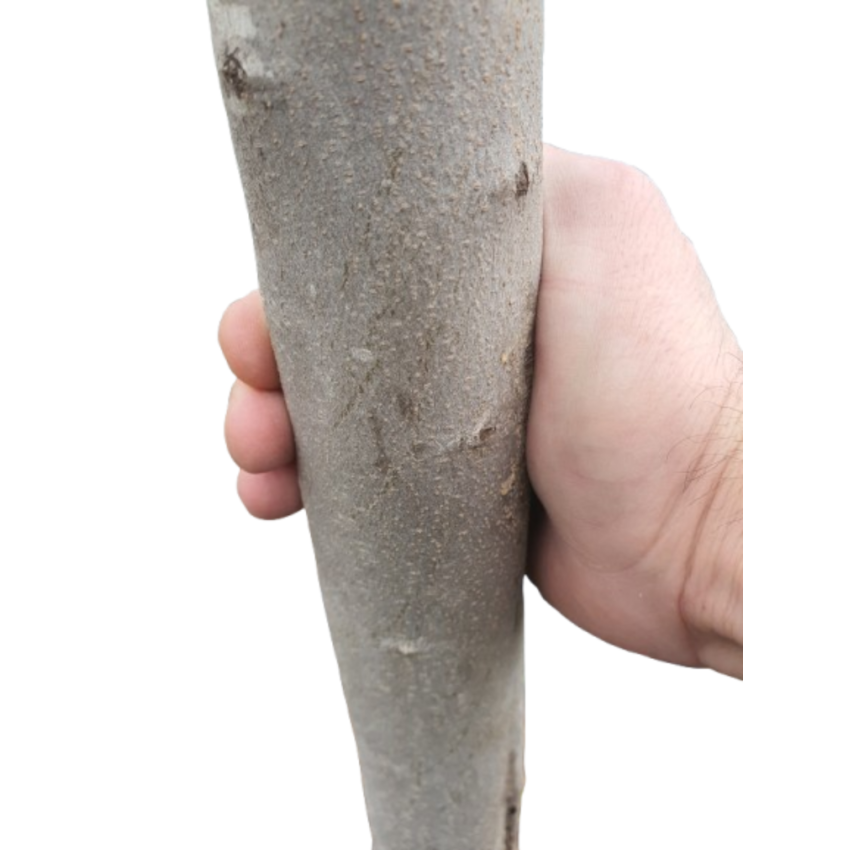 Маслиново дърво Cipressino – елегантност, устойчивост и характер