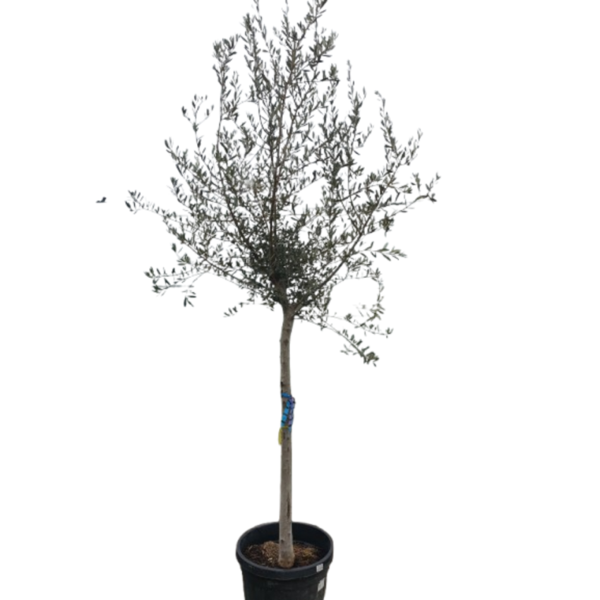 Маслиново дърво Cipressino – елегантност, устойчивост и характер