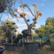 Маслиново Дърво Бонзай-Olea Europaea Maxi Bonsai