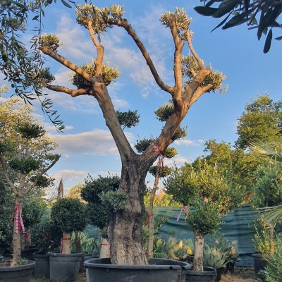 Маслиново Дърво Бонзай-Olea Europaea Maxi Bonsai