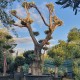 Маслиново Дърво Бонзай-Olea Europaea Maxi Bonsai