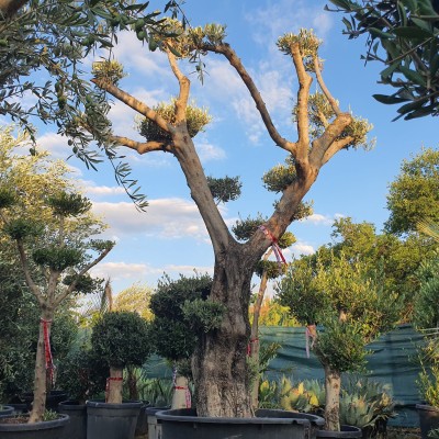 Маслиново Дърво Бонзай-Olea Europaea Maxi Bonsai