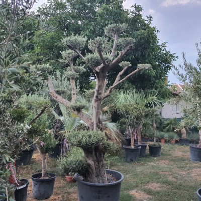 Маслиново дърво Бонсай, Olea Europaea Bonsai