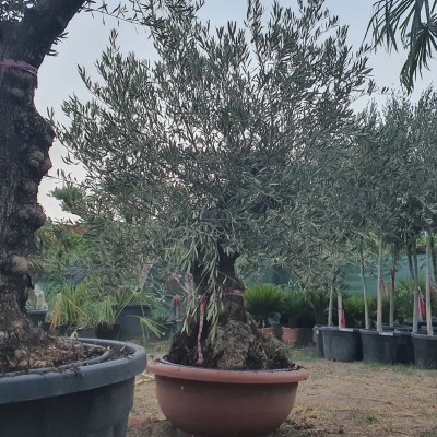Маслиново дърво Бонсай, Olea Europaea Bonsai