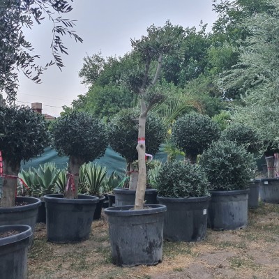 Маслиново дърво Бонсай, Olea Europaea Bonsai