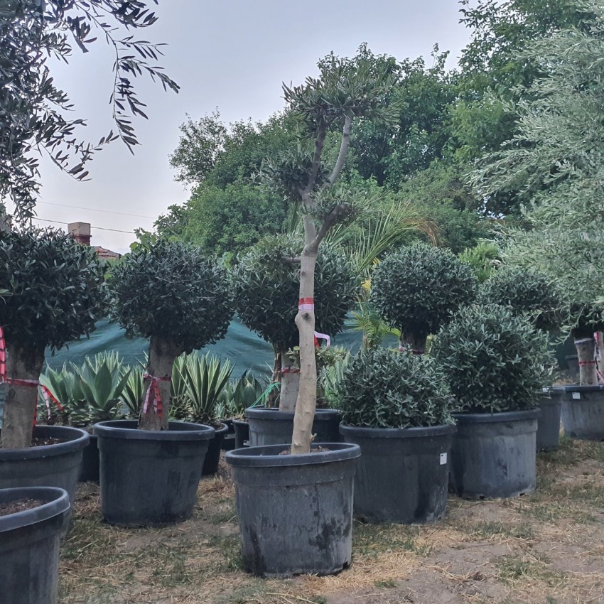 Маслиново дърво Бонсай, Olea Europaea Bonsai