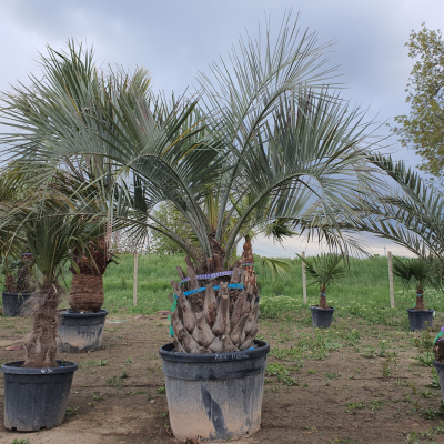 Butia Capitata – Студоустойчива екзотична палма с впечатляваща корона
