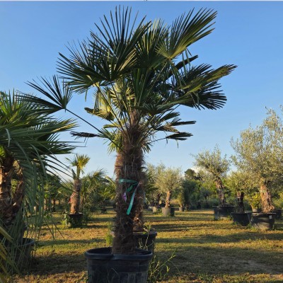 Trachycarpus Wagnerianus (Трахикарпус Вагнерианус) – Студоустойчива палма с различни размери