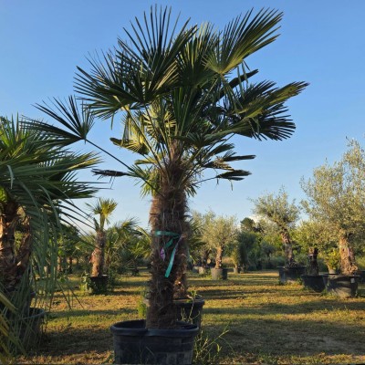 Трахикарпус Вагнерианус (Trachycarpus wagnerianus) – Студоустойчива Палма с Компактна Корона
