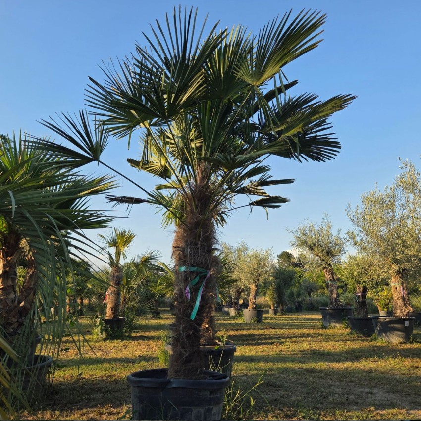 Трахикарпус Вагнерианус (Trachycarpus wagnerianus) – Студоустойчива Палма с Компактна Корона