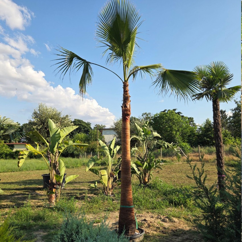 Вашингтония Робуста XL с 3 м чисто стъбло | Washingtonia robusta