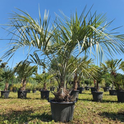 Butia Capitata – Истинска екзотика за вашия двор с впечатляваща визия
