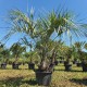 Butia Capitata – Истинска екзотика за вашия двор с впечатляваща визия