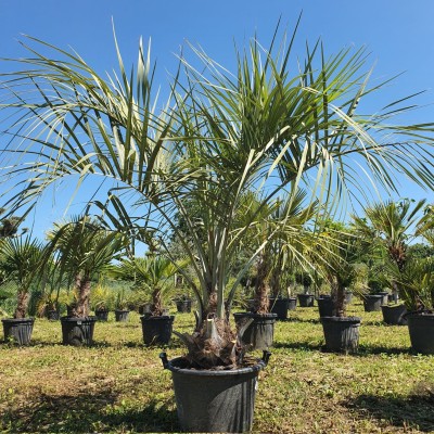 Butia Capitata – Истинска екзотика за вашия двор с впечатляваща визия
