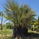 Nannorrhops ritchiana 'Silver' – Истинска легенда сред екзотичните палми