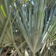 Nannorrhops ritchiana 'Silver' – Истинска легенда сред екзотичните палми