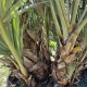 Nannorrhops ritchiana 'Silver' – Истинска легенда сред екзотичните палми