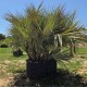 Nannorrhops ritchiana 'Silver' – Истинска легенда сред екзотичните палми