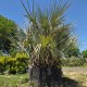 Nannorrhops ritchiana 'Silver' – Истинска легенда сред екзотичните палми
