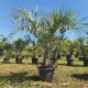 Butia Capitata – Истинска екзотика за вашия двор с впечатляваща визия